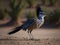 The lively stance of a roadrunner as it stands on desert terrain