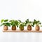 Lively Tableaus: Five Oscar Niemeyer-inspired Plants In Wooden Containers