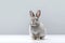 Lively Whiskers: Rabbit on Transparent Background.