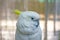 Lively white parrot looking