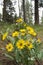 LIVELY WILD DAISIES IN THE WOODS FORESTS