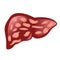 Liver affected by cirrhosis