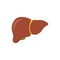 Liver anatomy structure on white background in cartoon style. Healthy hepatic system internal organ. Green gallbladder