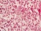 Liver animal tissue under microscope view