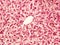 Liver animal tissue under microscope view