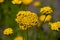 Liver Balsam Yarrow is an interesting perennial that presents creamy white or yellow,  scented flowers from July