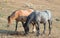 Liver Chestnut Bay Roan stallion sniffing a manure stud pile next to a Dun mare in the Pryor Mountains Wild Horse Range Montana US