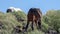 Liver chestnut dark bay wild horse stallion in the Salt River wild horse management area near Scottsdale Arizona USA