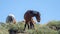 Liver chestnut dark bay wild horse stallion in the Salt River wild horse management area near Scottsdale Arizona USA