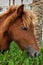 liver-chestnut horse