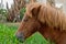 Liver-chestnut horse