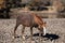 Liver chestnut stallion wild horse on the gravel riverbank of the Salt River near Mesa Arizona USA
