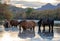 Liver chestnut wild horse stallion grazing on eel grass at sunset in the Salt River near Mesa Arizona USA