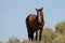 Liver chestnut wild horse stallion in the Salt River wild horse management area near Mesa Arizona USA