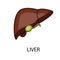 Liver function for the body is very important, ranging from destroying toxins in the blood to helping the digestive process