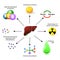 Liver functions