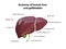 Liver and gallbladder anatomy structure. hepatic system organ, Human liver for medical drugs, pharmacy and education design. 3D