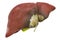 Liver or gallbladder disease concept, 3D rendering