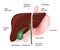 Liver, gallbladder, esophagus, stomach and duodenu