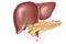 Liver, gallbladder and pancreas, labeled, anatomical illustration
