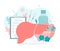 Liver health medical concept