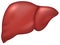 Liver of healthy person