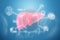 Liver hologram, liver pain, medical data and indicators. Concept for technology, hepatitis treatment, donation, online diagnostics