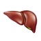 Liver Human Healthy Anatomy Internal Organ Vector