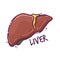 Liver. Humans and animals internal organs. Medical theme for posters, leaflets, books, stickers. Human organ anatomy