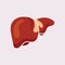 Liver Icon Flat logo Style Organs Of The Human template Design