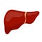 Liver icon, flat style. Internal organs of the human design element, logo. Anatomy, medicine concept. Healthcare