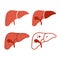Liver Icon Set on White Background. Vector