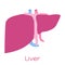 Liver illustration in flat style. Viscera icon, internal organs.