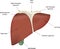 The Liver Labeled Diagram