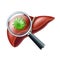 Liver and magnifier with virus. Examination of disease liver.