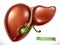 Liver. Medicine, internal organs. vector icon