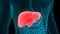 Liver a part of Human Digestive System Anatomy