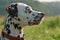 Liver-spotted dalmatian, portrait