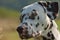 Liver-spotted dalmatian, portrait