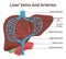 Liver veins and arteries. Human internal organ anatomy with arterial