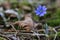 Liverleaf Hepatica blue spring flower