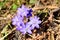 Liverleaf Hepatica nobilis on a sunny spring day.