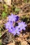 Liverleaf Hepatica nobilis on a sunny spring day.