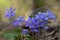 Liverleafs, Hepatica nobilis, forest in the background