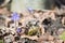 Liverwort, Anemone hepatica