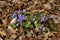Liverwort, Anemone hepatica Hepatica nobilis flowering in spring in the meadow