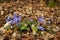 Liverwort, Anemone hepatica Hepatica nobilis flowering in spring in the meadow