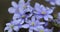 Liverwort Blooming Blue Hepatica Flower and European firebug in Wild Nature. Spring Time. Hepatica Nobilis 4