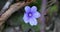 Liverwort Blooming Blue Hepatica Flower in Wild Nature. Spring Time. Hepatica Nobilis 7