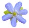 Liverwort flower